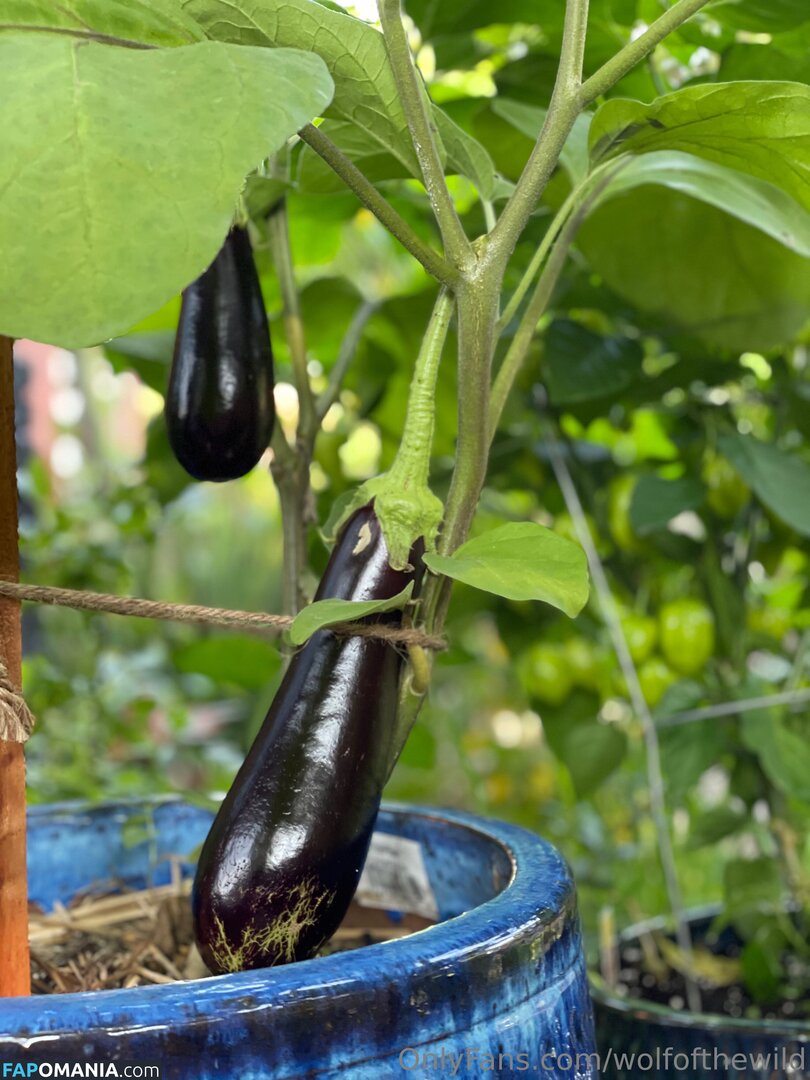 wolfofthewild / wolfofthewildd Nago OnlyFans  Przeciekłe zdjęcie #7