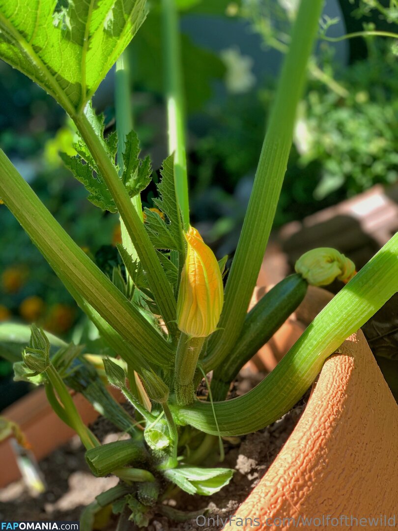 wolfofthewild / wolfofthewildd Nago OnlyFans  Przeciekłe zdjęcie #14